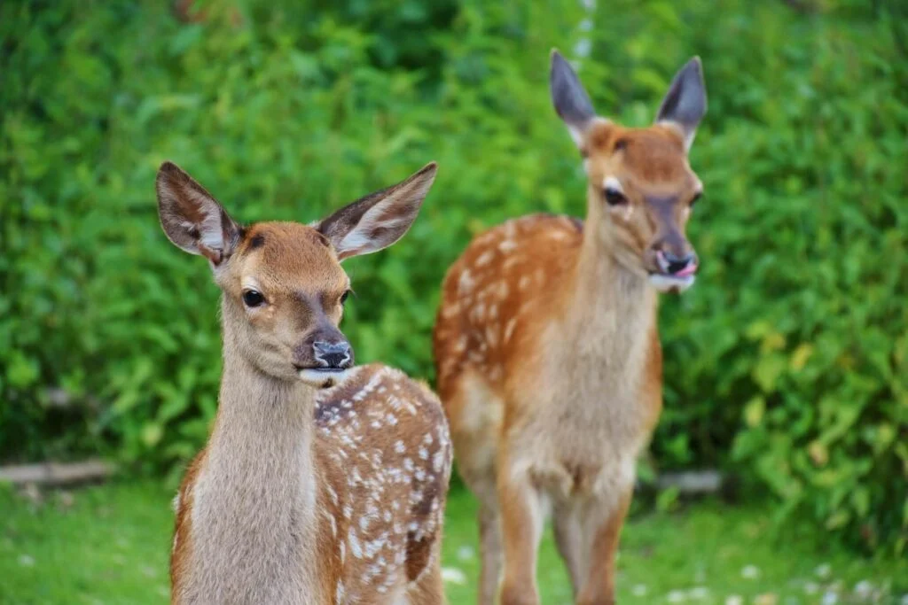 The Top 10 Places to Visit in Jim Corbett National Park