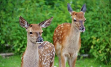 The Top 10 Places to Visit in Jim Corbett National Park
