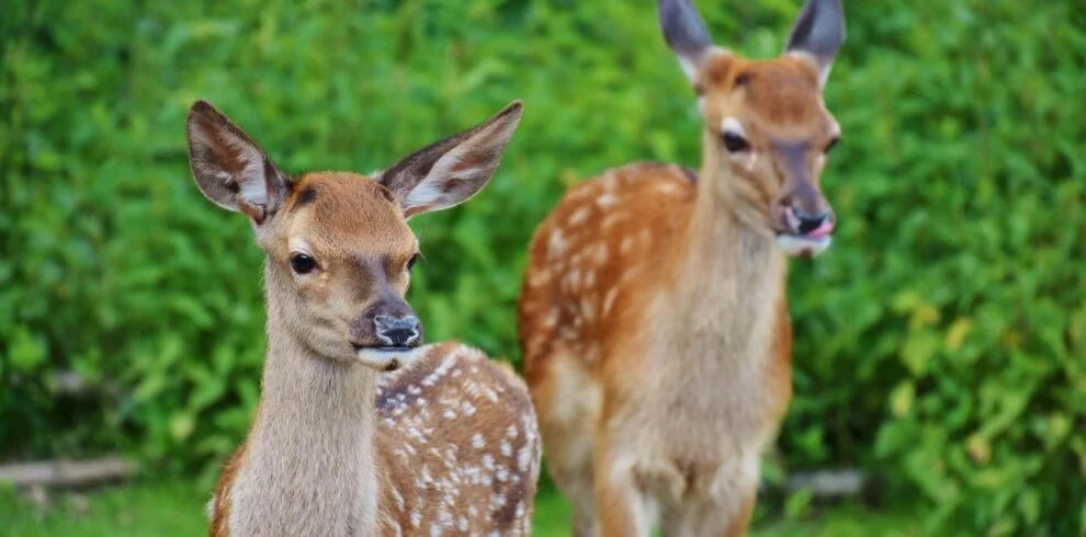 The Top 10 Places to Visit in Jim Corbett National Park