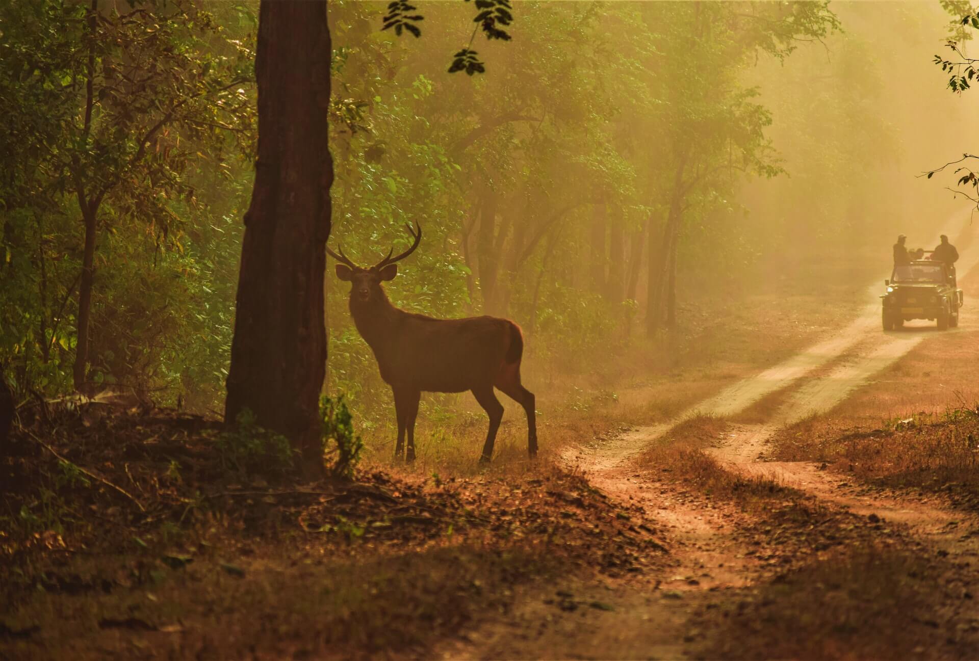 7 Best Places to Visit in Jim Corbett National Park